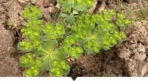 植物小时候和长大的名字不一样,小时候一种类似于甘蔗的植物