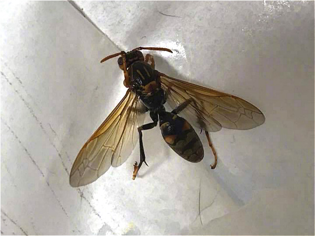 猫咪的爪爪被马蜂蛰了,猫咪袭击铲屎官