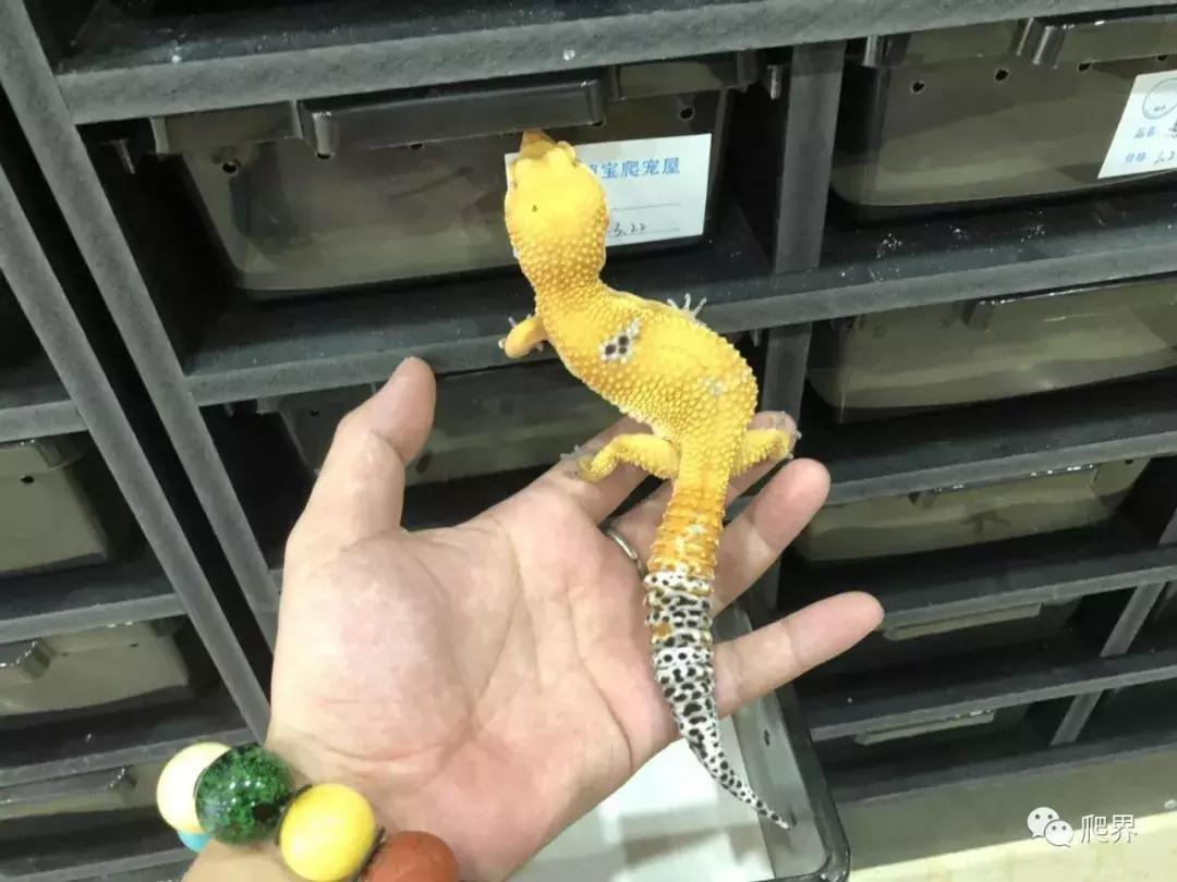 湛江爬宠店,深圳爬宠店在哪里