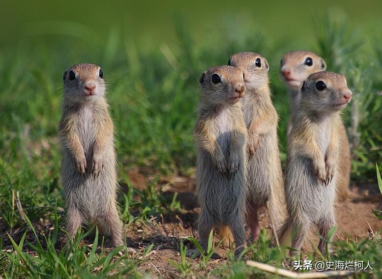 十二生肖鼠来历的传说,鼠为啥排名十二生肖之首