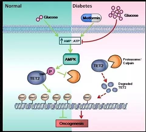 乔布斯的癌症治疗方法,乔布斯爱吃水果
