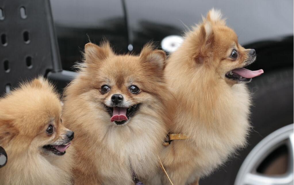 博美犬为什么不建议养母狗,养博美犬前要注意什么细节