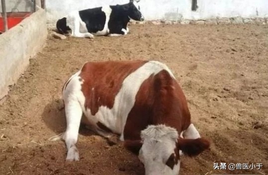 牛一直掉毛是什么原因,养的牛死了怎么补救
