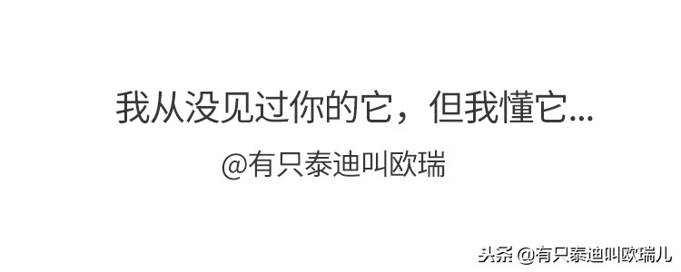 舌头溃烂竟被喂骨肉「有主老癌犬」雨中翻垃圾找食物