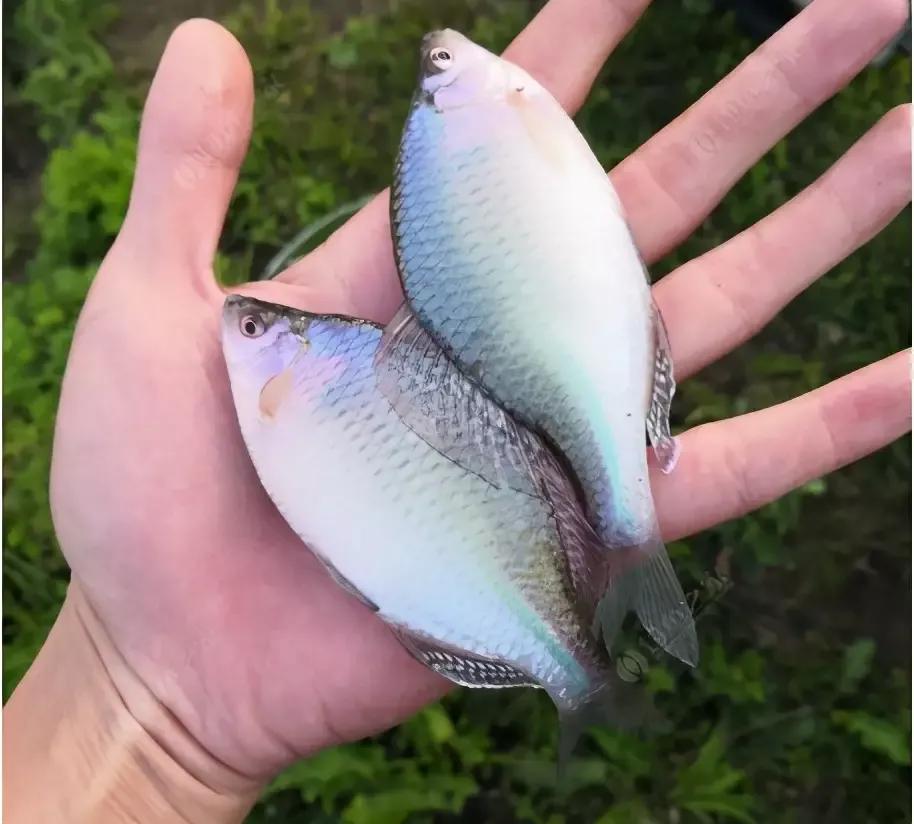 形似鳊鱼但比鳊鱼细长,形似鳊鱼的海鱼