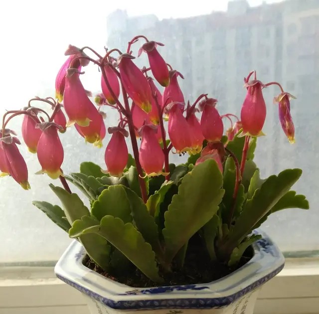 单瓣长寿花品种大全图,长寿花单瓣最好看的品种