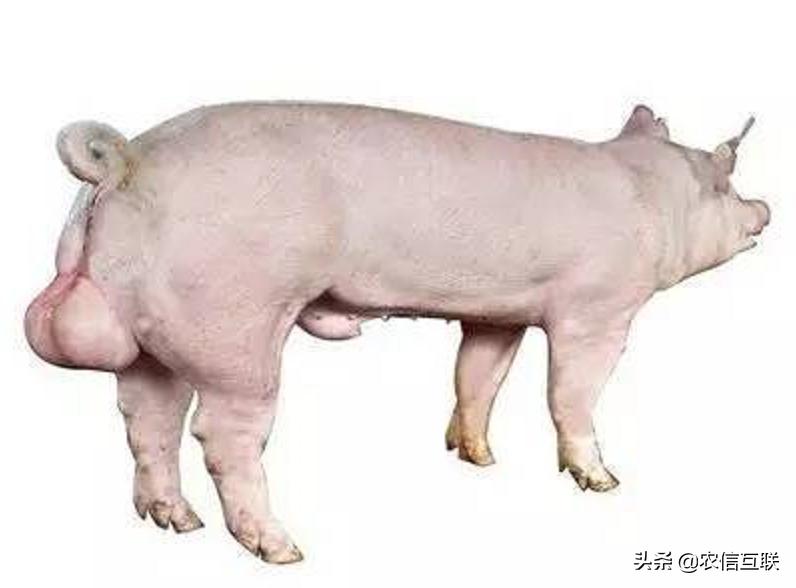 养猪公猪怎么管理,养猪技术教学公猪