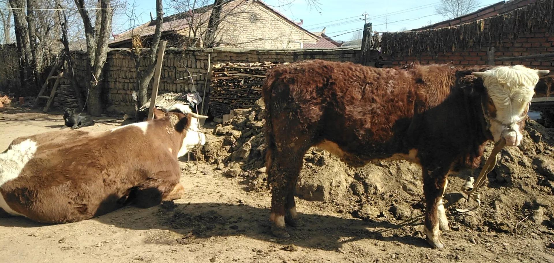 现在养牛前景怎么样，风险还大不大，要是想回老家养牛意下如何？