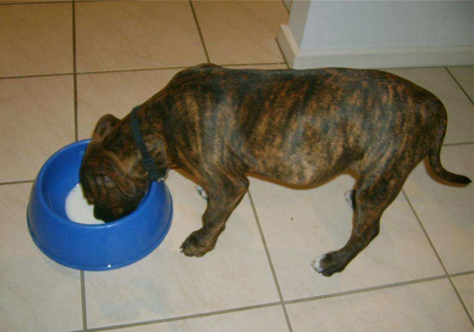 辟谣，山羊奶比牛奶更适合宠物，这一传言背后，其实暗藏风波