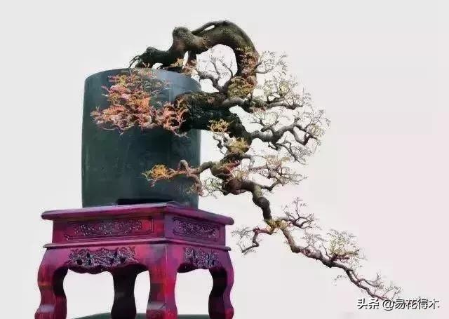 清香木黄叶掉叶是什么原因引起的,清香木盆景黄叶掉叶