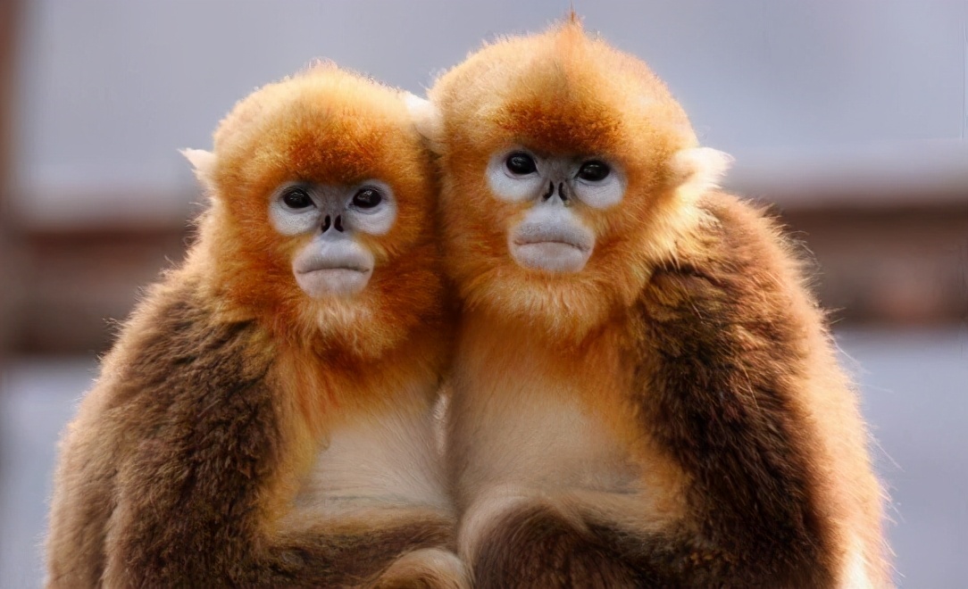 100个搞笑冷知识动物,奇葩动物冷知识你都知道哪几个