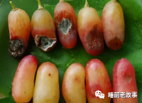 「志怪大百科」——天庭分公司:瘟部