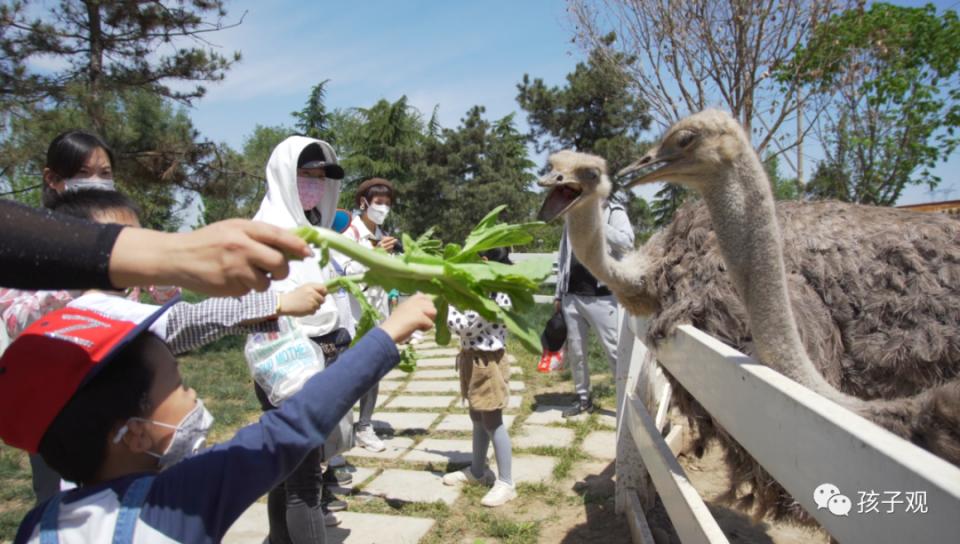 太阳葡萄小镇亲子乐园,亲子游太阳葡萄小镇