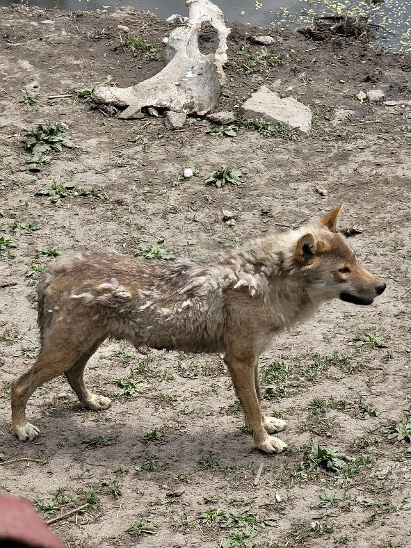 快乐动物园探险,愉快的旅行沈阳森林动物园一日游