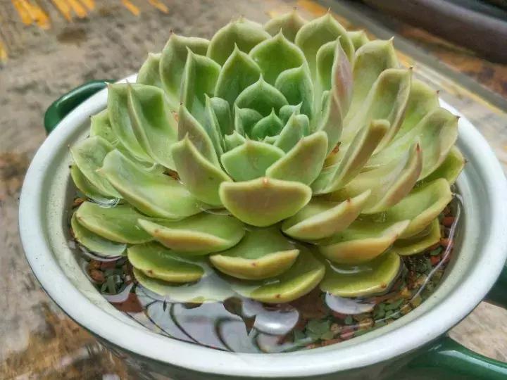 多肉被风雨袭击,多肉被雨水泡过怎么办