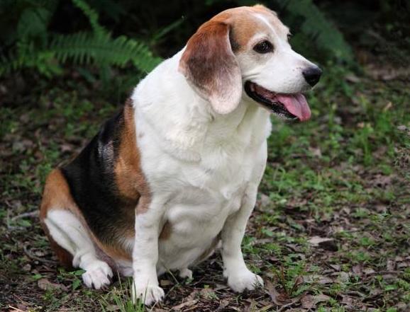 喂狗狗吃东西为什么它会低吼,喂狗狗吃多了怎么办