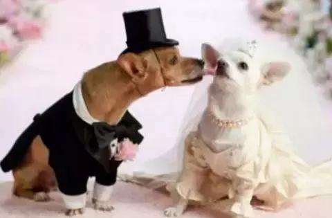 宠物生活节南京,南京宠物文化节活动