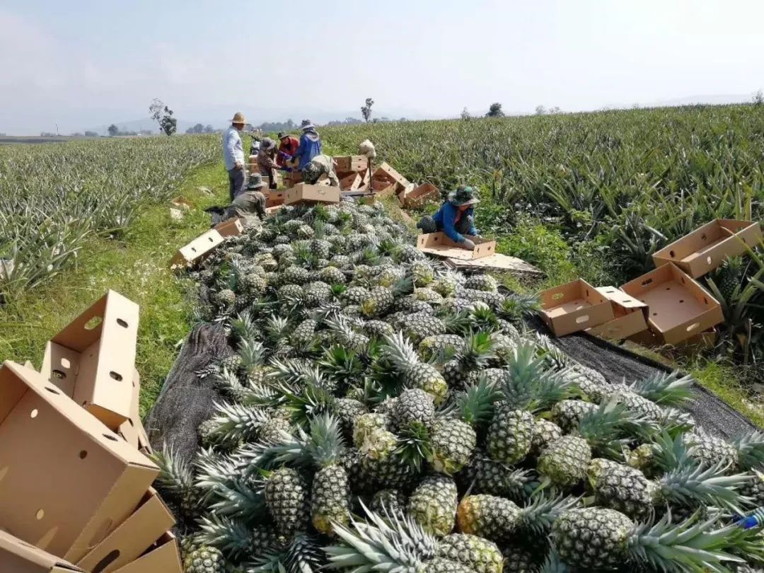 80后山东人闯荡金三角，不惧枪口顶额头，在牛棚直播卖光凤梨