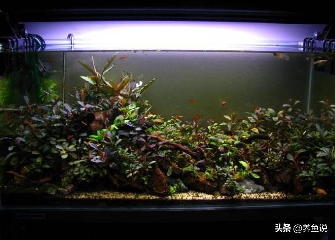 辣椒榕水草为什么那么贵,辣椒榕水草爆缸
