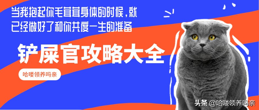 猫咪乳糖不耐受吃什么猫粮,猫咪不爱喝奶该如何解决