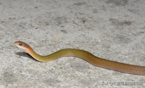 带你认识我国分布的劲槽蛇属蛇类，虎斑颈槽蛇遍布祖国大江南北