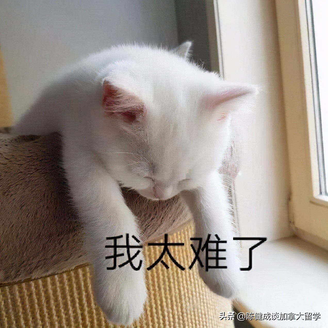 疫情时期可以买美国的保险吗,后疫情时代保险的意义