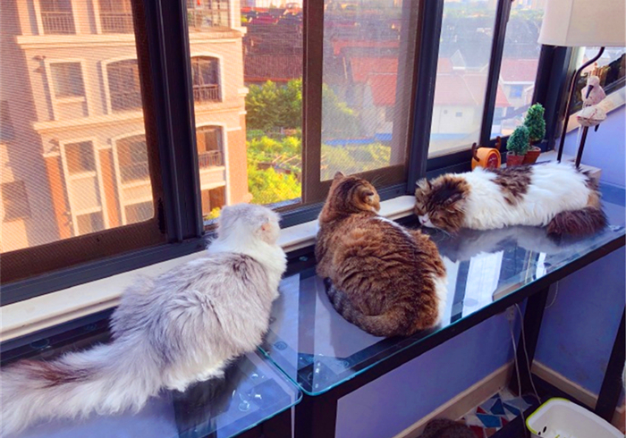 猫咪费洛蒙对猫有危害吗,猫咪费洛蒙使用注意事项