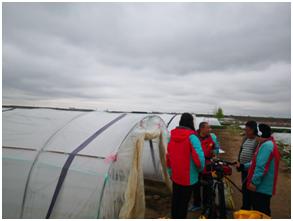 姜苗防病药,姜苗用啥药防治害虫