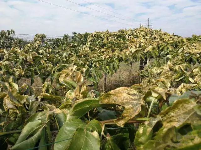 百香果防冻的最佳方法,百香果盖膜防冻效果