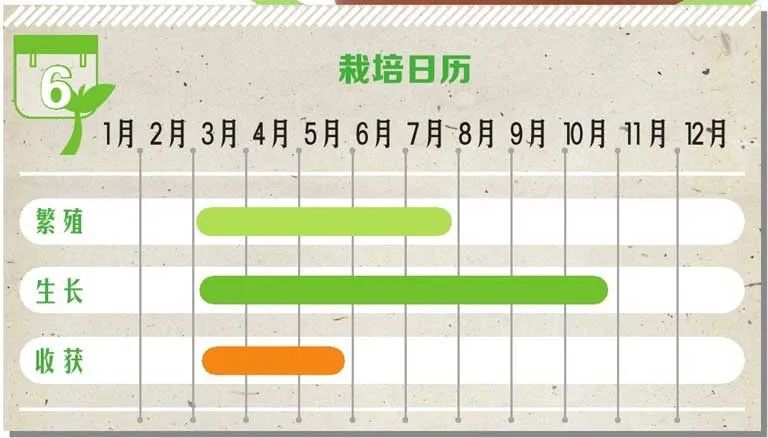 味似茴香的罗勒,叶翠、花艳、芳香四溢,实用派都盆栽在阳台上
