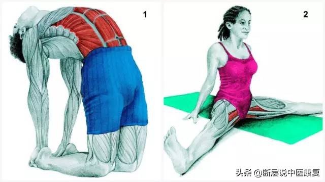 肌肉拉伸组图,最全的16种肌肉拉伸动作