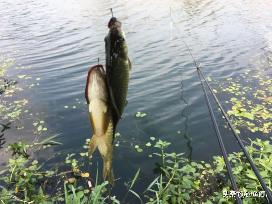 野钓中鱼最快的方法,野钓上鱼最快方法