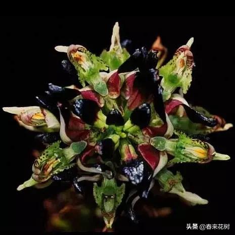 神奇的植物图片及介绍大全,十大最好的神奇植物