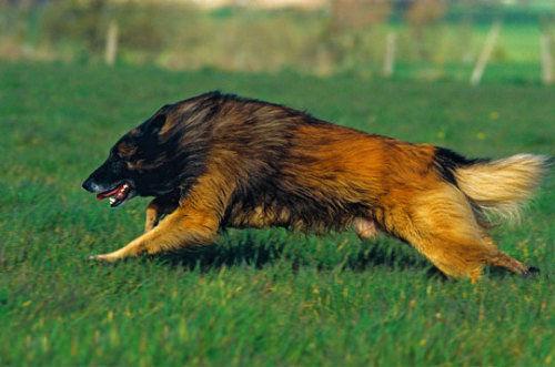 世界上一百种狗的图片,世界十种名贵狗