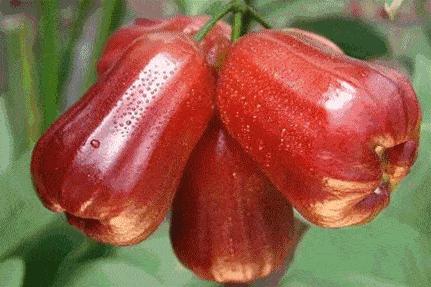 黑金刚莲雾泰国,sk2清莹露神仙水测评