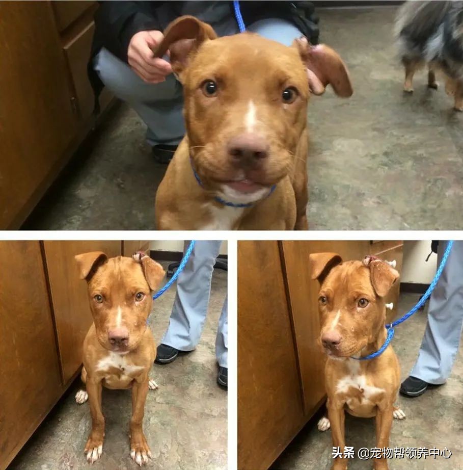 狗狗脑袋上长脓包是什么病,狗狗犬瘟头肿