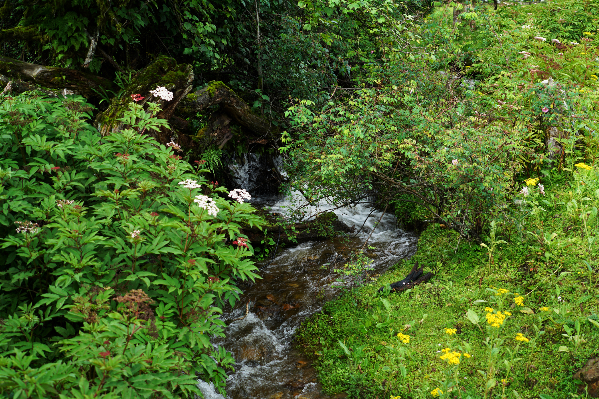 西藏林芝原始森林海拔多高,世界海拔最高原始森林