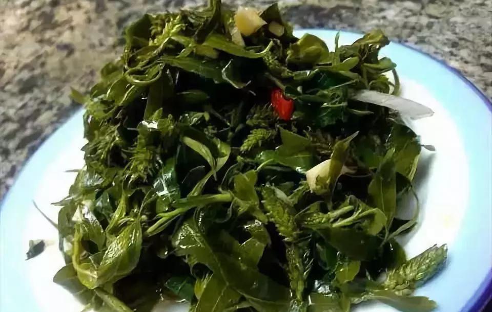 被柳絮困扰,被柳絮搞到崩溃是什么体验