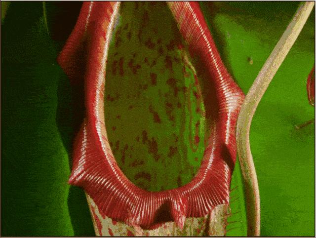 被变异的动物有什么情况,被变异的动物有多可怕
