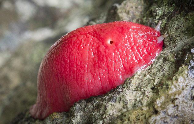 堪比国宝存在的蛞蝓，一种只剩60只，另一种可以改善土壤