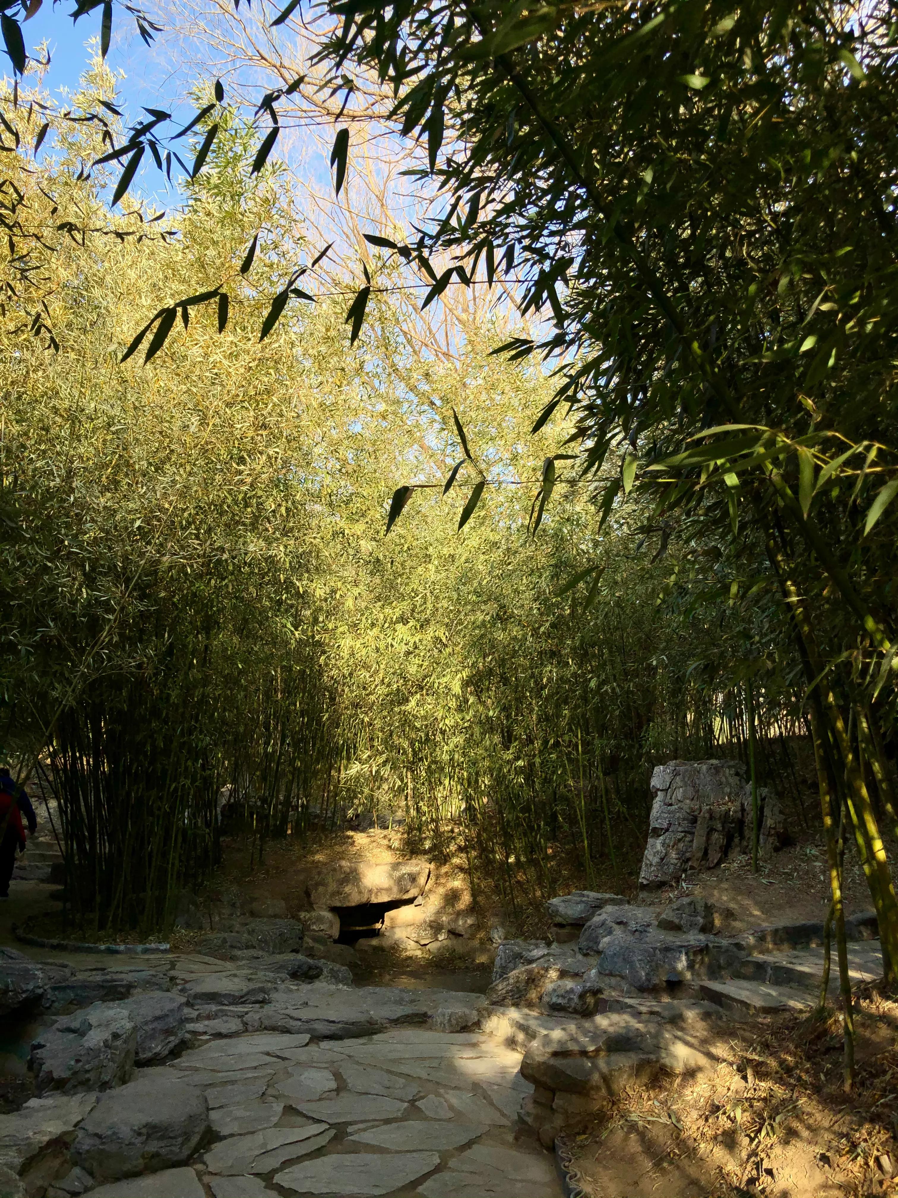 冬日紫竹院公园最新消息,冬日紫竹院公园