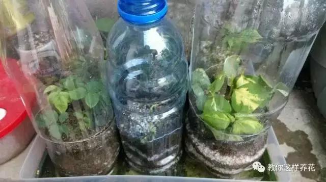 塑料瓶扔了就是扔钱！用来养花就是宝贝，看到了快捡！