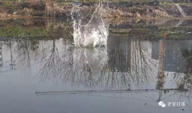 彦淖沟往事------炸鱼