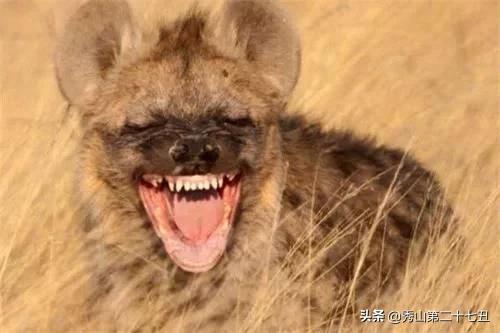 平头哥是不是世界上最凶猛的动物,世界十大凶猛动物平头哥
