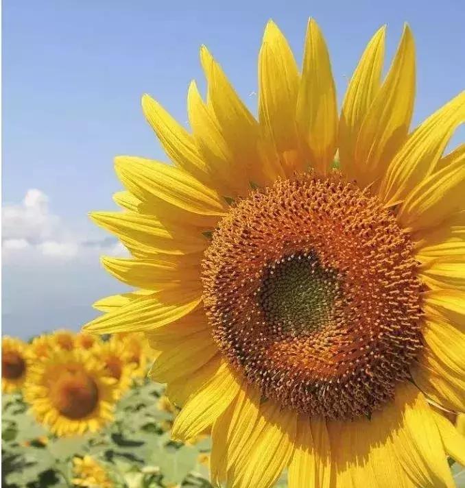 五月份被公认阳台最好养的10种花,喜阴耐旱适合室内养的50种花