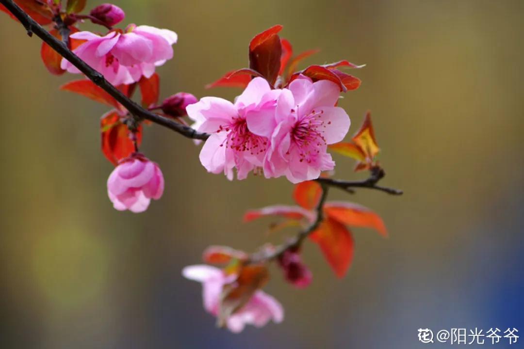 春天开的花有哪些常见又漂亮,十大名花在春天开的有哪些