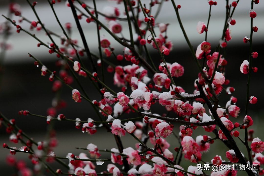 中国四大名花哪种最好,中国十大名花茶花香味排行榜