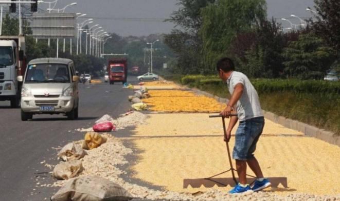 收麦子麦子被雨淋了还得晒几天,麦子收回来为什么要先晾晒