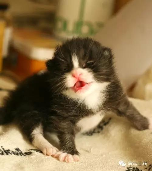 春季猫潮说到就到了，遇到无助小奶猫请伸出援手，带娃经验在这里