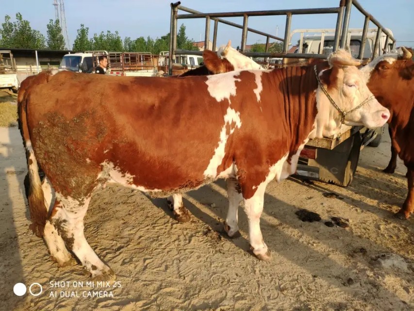 母牛不怀孕的表现,母牛不怀孕什么现象